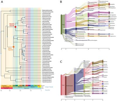 Viroid-like RNA-dependent RNA polymerase-encoding ambiviruses are abundant in complex fungi